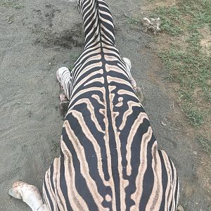 Hunting Burchell's Plain Zebra in South Africa