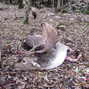 Croatia Hunting Fallow Deer