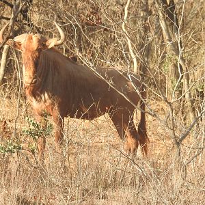 Golden Wildebeest South Africa