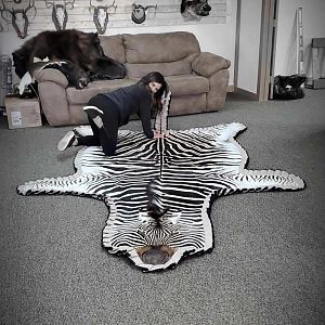 Burchell's Plain Zebra Rug