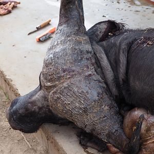 Hunting Cape Buffalo in Tanzania