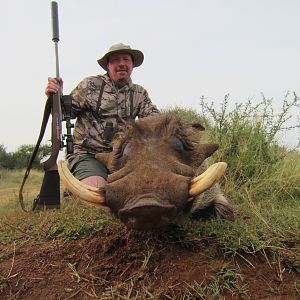 Warthog Limpopo