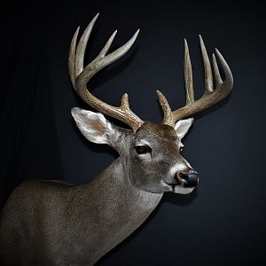 South Texas Whitetail Deer Shoulder Mount Taxidermy