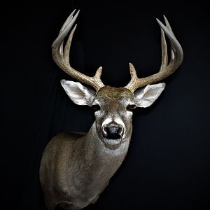 South Texas Whitetail Deer Shoulder Mount Taxidermy