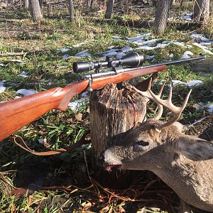 White-tailed Deer Hunt