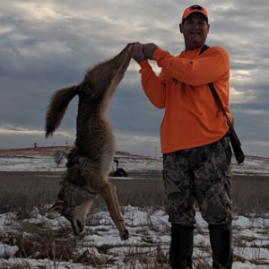 USA Hunting Coyote