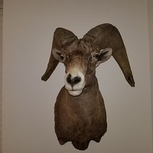 Desert Bighorn Sheep Shoulder Mount Taxidermy