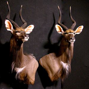 Nyala Shoulder Mount Taxidermy