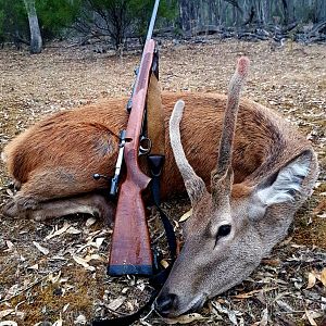 Hunting spike Red Deer in Australia