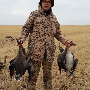 Hunting Geese