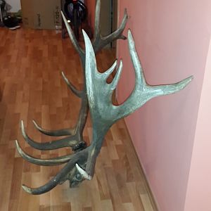 Maral Stag Horns