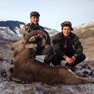 Hunting Ibex
