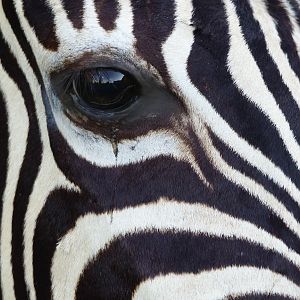 Burchell’s Plain Zebra Shoulder Mount Taxidermy