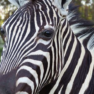 Burchell’s Plain Zebra Shoulder Mount Taxidermy