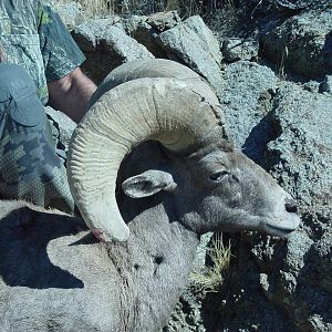 Desert Bighorn Hunt