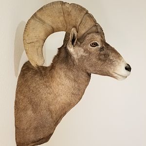 Desert Bighorn Shoulder Mount Taxidermy