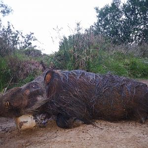 Bushpig Hunting South Africa