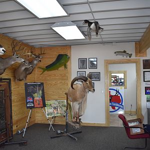Top of Texas Taxidermy New Showroom and Studio