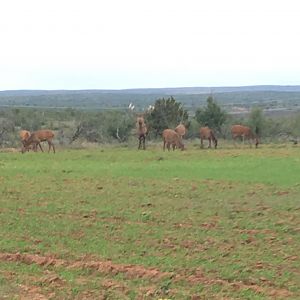 Red Stag in Texas USA