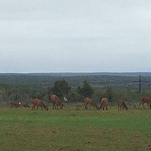 Red Stag in Texas USA