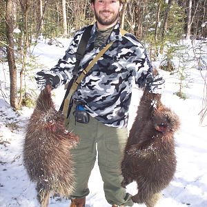 Hunt North American Porcupine in USA