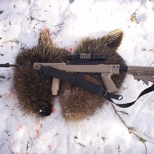 North American Porcupine Hunting USA