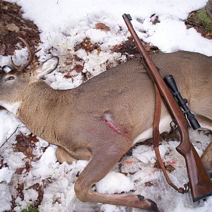 White-tailed Deer Hunt USA