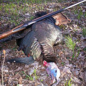 Turkey Hunting USA