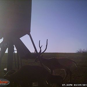 Axis Deer Trail Cam Pictures Texas USA