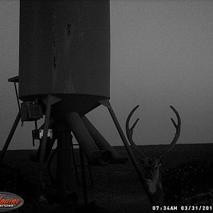 Trail Cam Pictures of Axis Deer in Texas USA