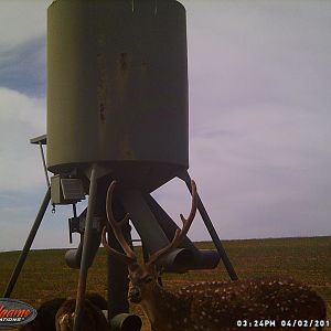 Axis Deer Trail Cam Pictures Texas USA