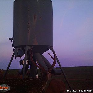Texas USA Trail Cam Pictures Axis Deer