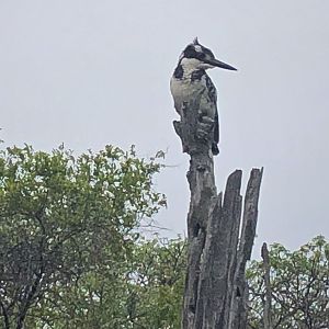 Pied Kingfisher Zimbabwe