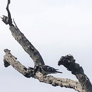 Pied Kingfisher Zimbabwe
