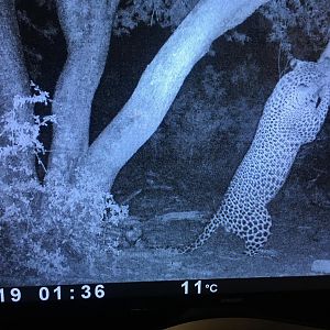 Trail Cam Pictures of Leopard in Namibia