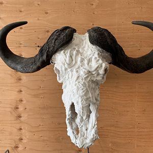 Cape Buffalo European Skull Mount