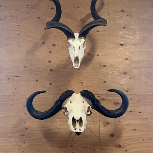 Kudu & Cape Buffalo European Skull Mount