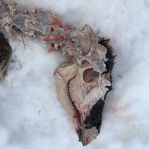 Calf killed by wolves