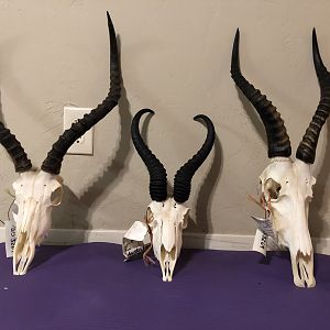 Impala,  Springbok & Blesbok European Skull Mount Taxidermy