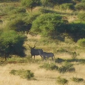 Kudu in South Africa