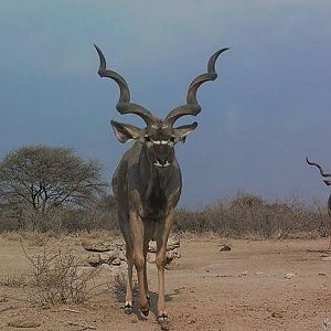 Kudu in Namibia