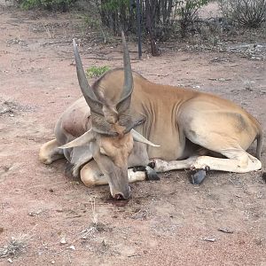 Namibia Hunting Eland