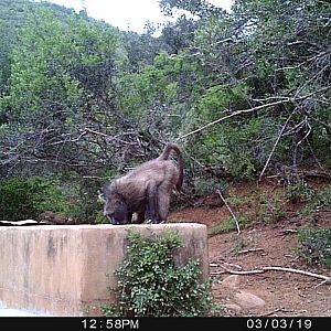 Baboon Trail Cam Pictures South Africa