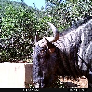 South Africa Trail Cam Pictures Blue WIldebeest