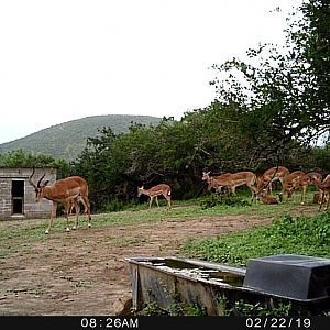 Trail Cam Pictures of Impala in South Africa