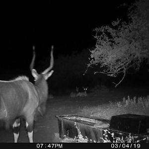 Nyala Trail Cam Pictures South Africa