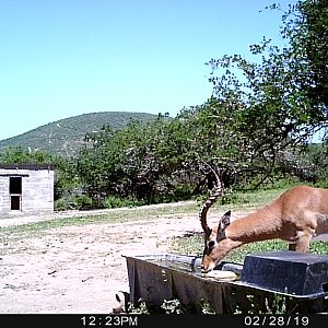 South Africa Trail Cam Pictures Impala
