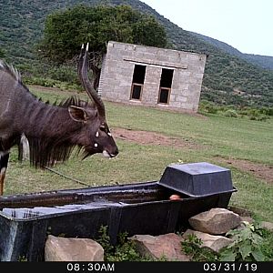 Nyala Trail Cam Pictures South Africa