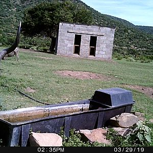 Kudu Trail Cam Pictures South Africa