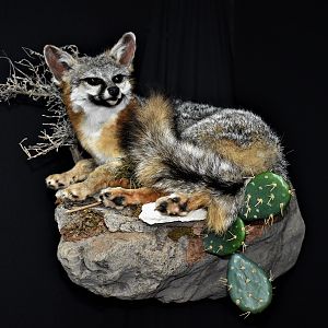 Fox Full Mount Taxidermy
